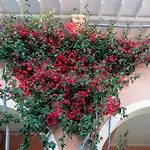 The Red Bougainvillea 公寓