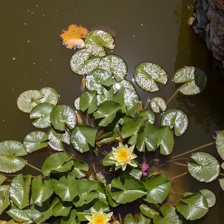 The Red Bougainvillea Lejlighed *