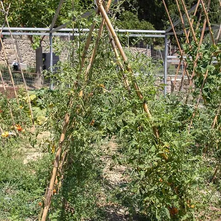 The Red Bougainvillea Kanálion