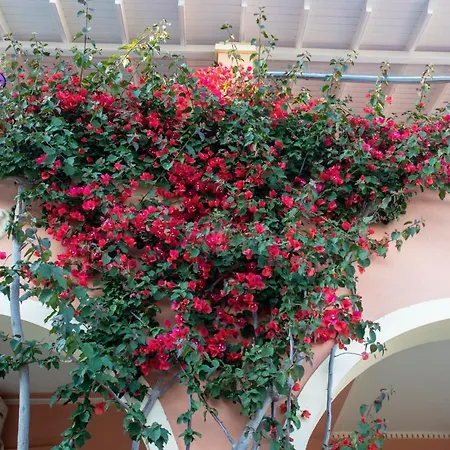The Red Bougainvillea Daire
